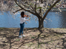 Concert among the Blossoms